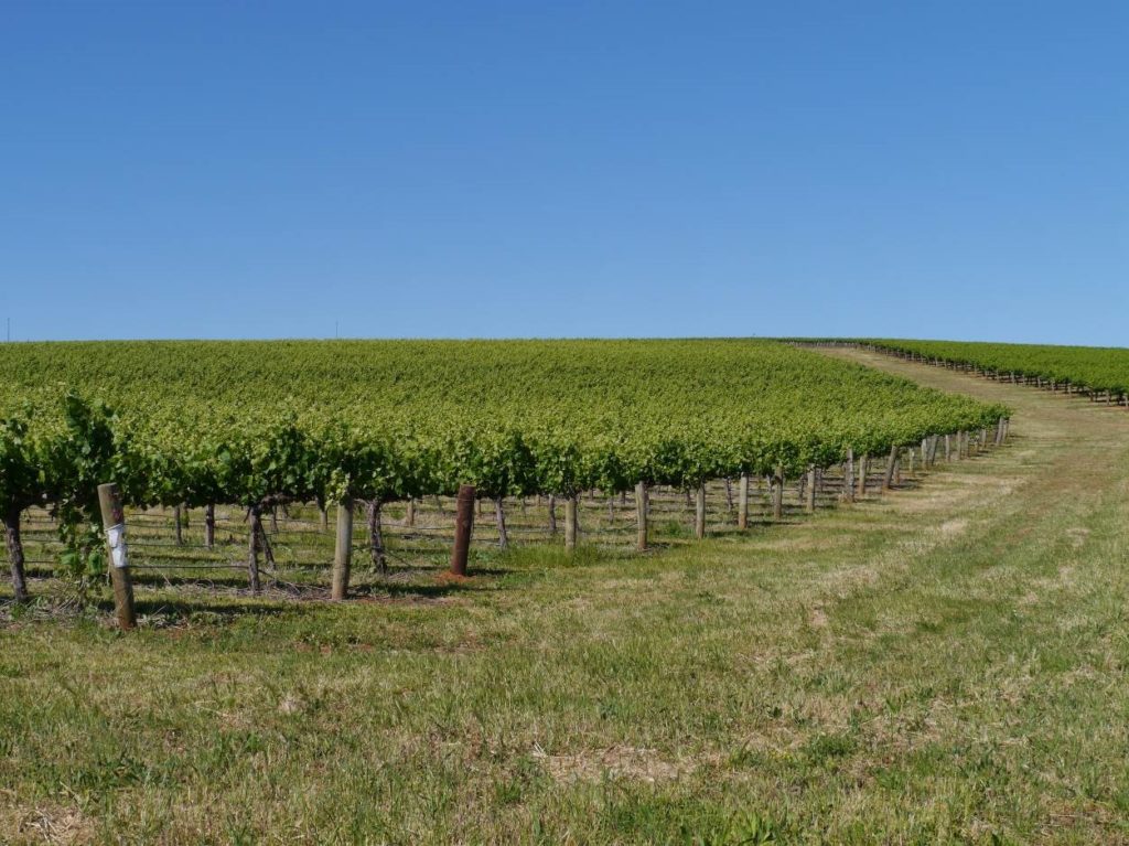 A deep dive into wine from South Australia: Clare Valley