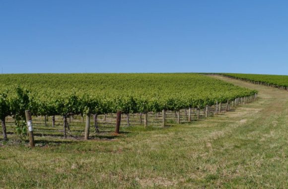 A deep dive into wine from South Australia: Clare Valley