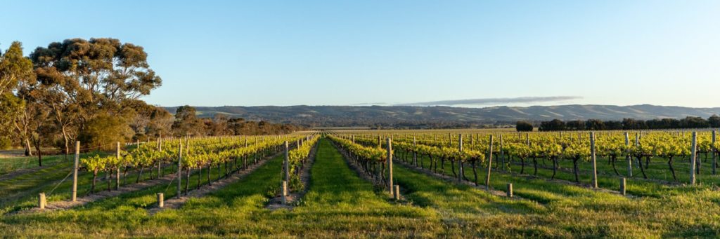 rows upon rows of young vines stretching into the distant, mellow hills of McLaren Vale