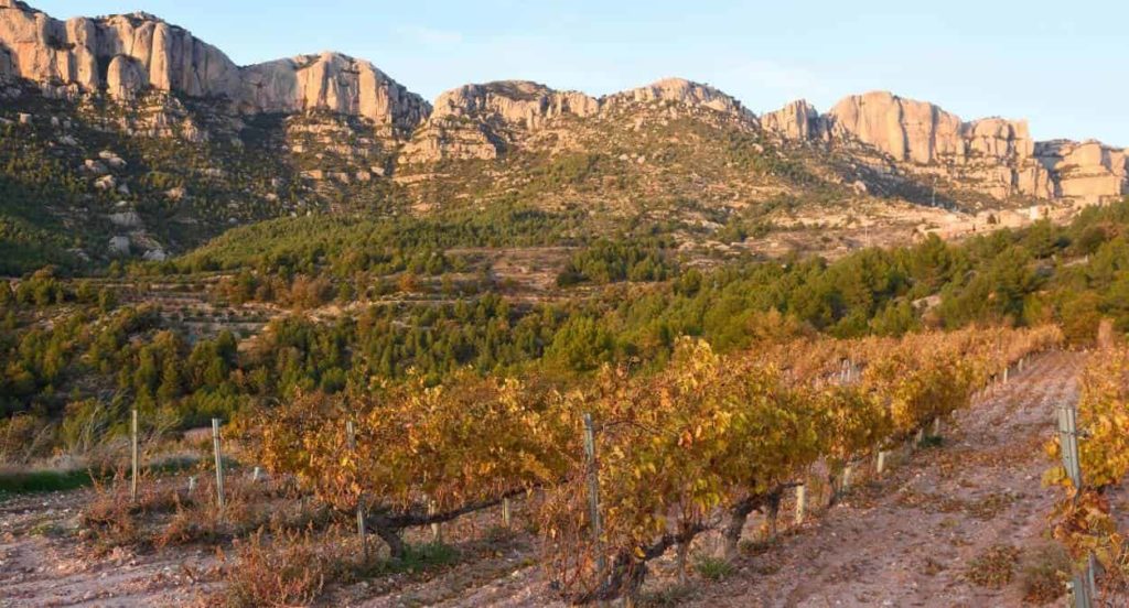 An insight into the Spanish wine regions: Priorat