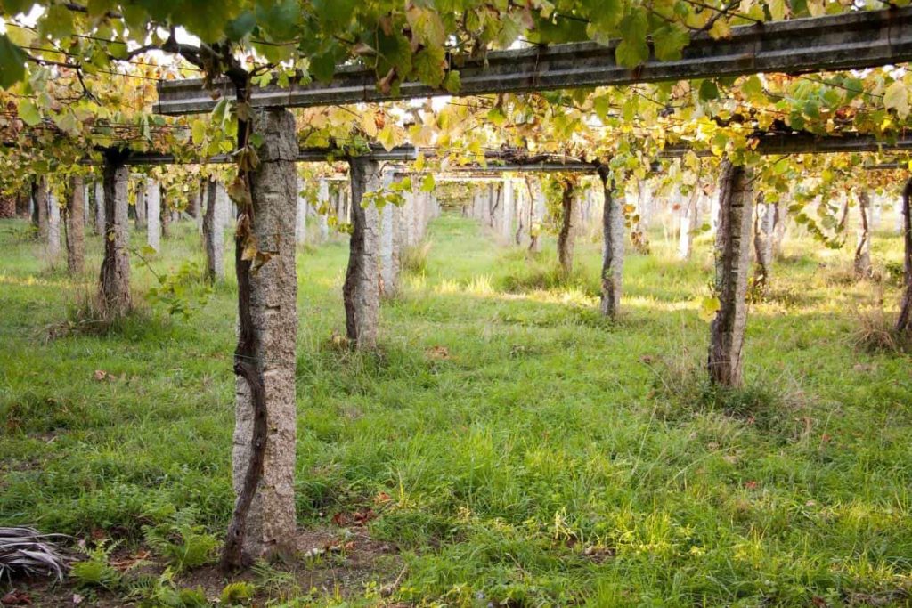 rows of vine trunks in alignment stretching into the distance. Vines are supported with horizontal trellises to maintain air flow in the vines