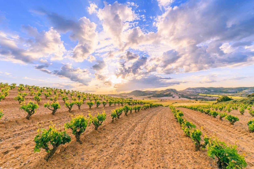 A guide to Spanish wine regions: Ribera del Duero