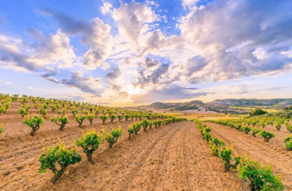 A guide to Spanish wine regions: Ribera del Duero