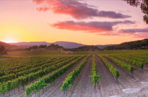 An insight into the Spanish wine regions: Penedès
