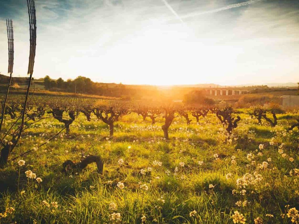 the springtime sun is rising behind the rows of bare vines. Spring wildflowers are scattered across the vineyard