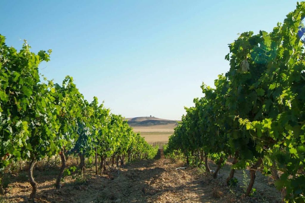 Spanish wine regions: An overview of Castilla y León