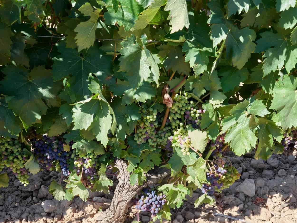 multicoloured bunches of ripening red grapes hang low in the vine canopy, almost resting on the gravelly terrior.