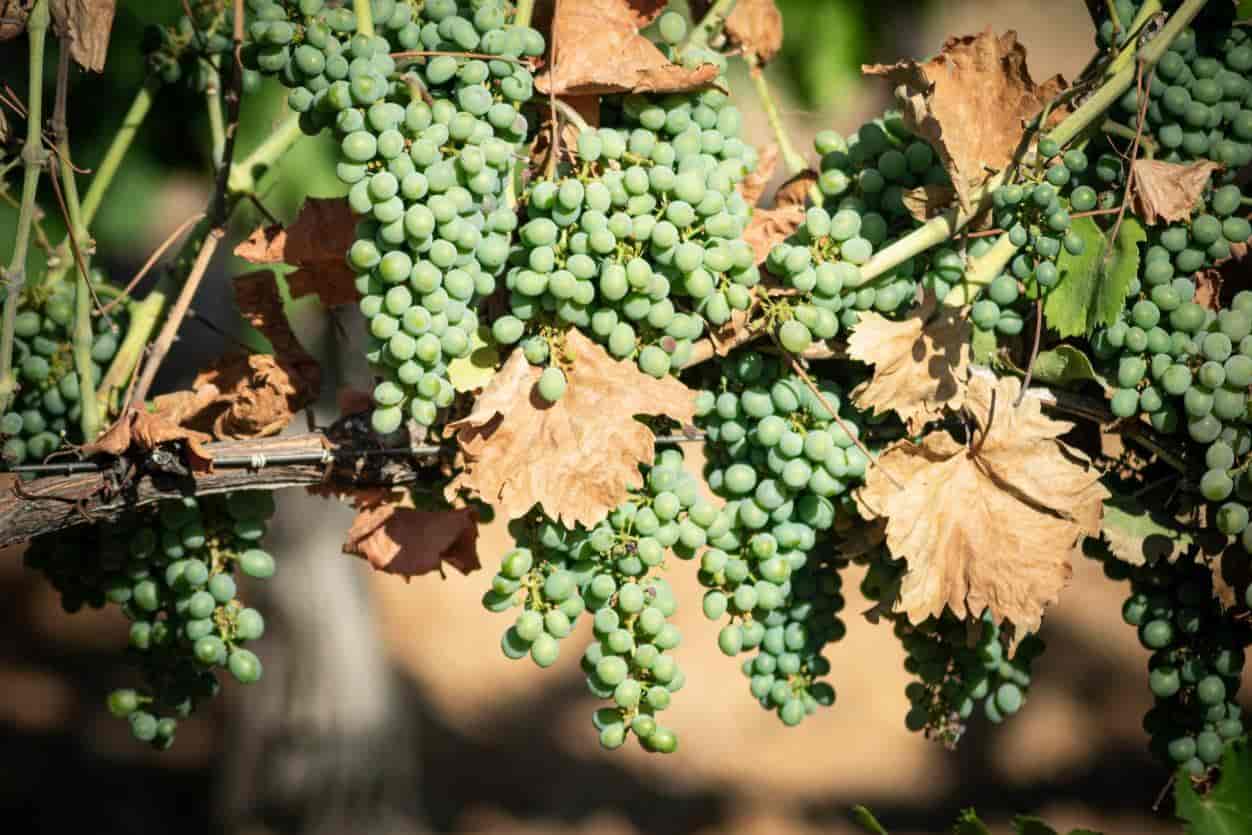 Bunches of green, ripening grapes hang amongst withered vine leaves, in the arid climate of northern Spain.