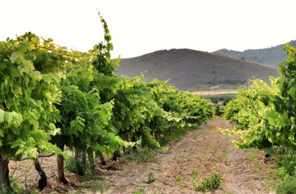 An insight into Spanish wine regions: Jumilla