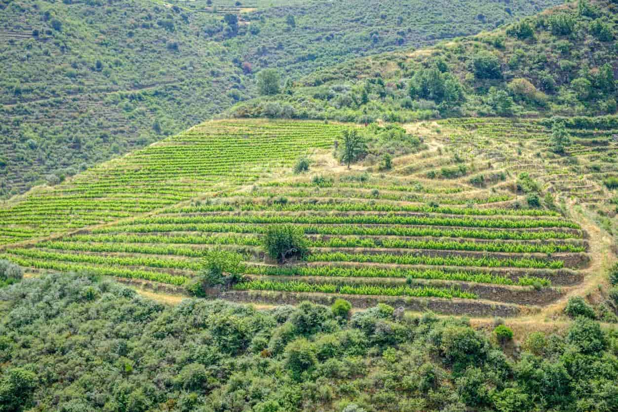 Steep terrain with young green vines planted on the terraced slope.