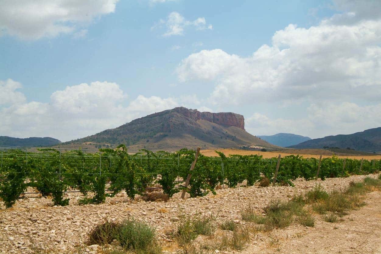 Vineyard with a mountain in the background