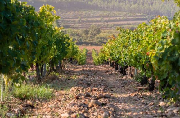 An overview of Spanish wine regions: Valencia