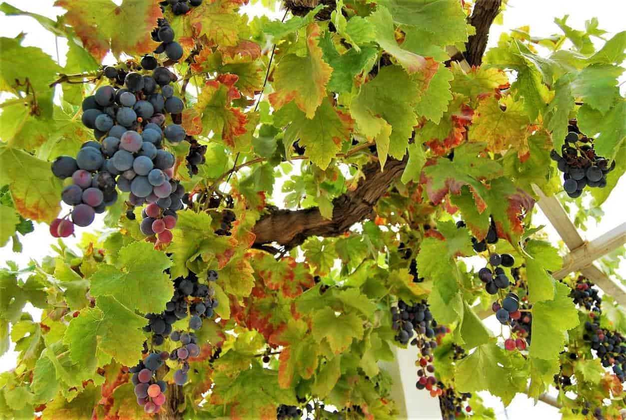 Red and purple grapes are ripening amongst the vine canopy. The edges of the vine leaves have a red/orange tinge. 