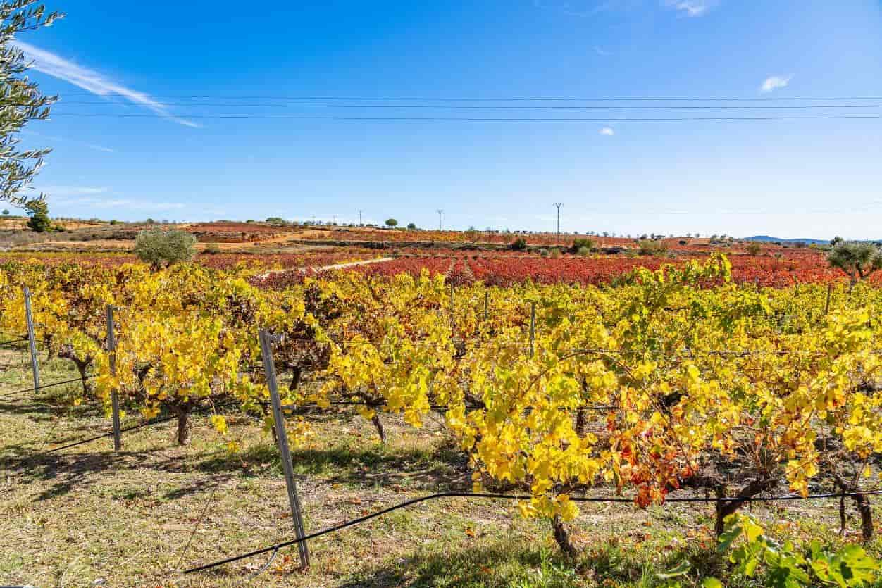 Yellow rows of vines growing underneath a clear blue Valencian sky