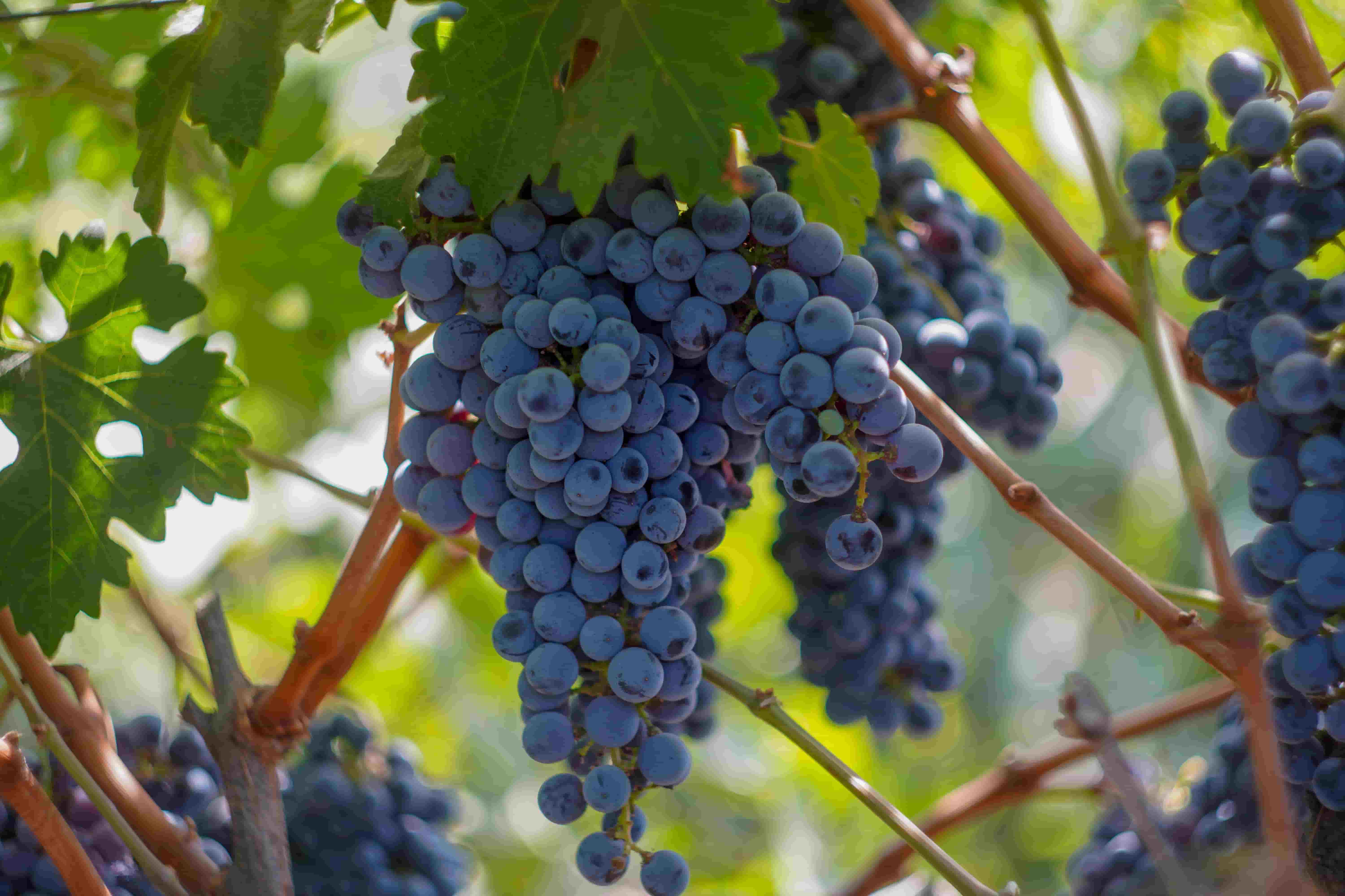 A ripe bunch of Cabernet Sauvignon grapes hanging from the canopy. The grapes are a deep blue/black colour. 