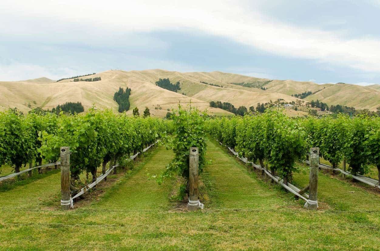 A vibrant lawned Marlborough vineyard with green vines stretching into the pale green hills. 