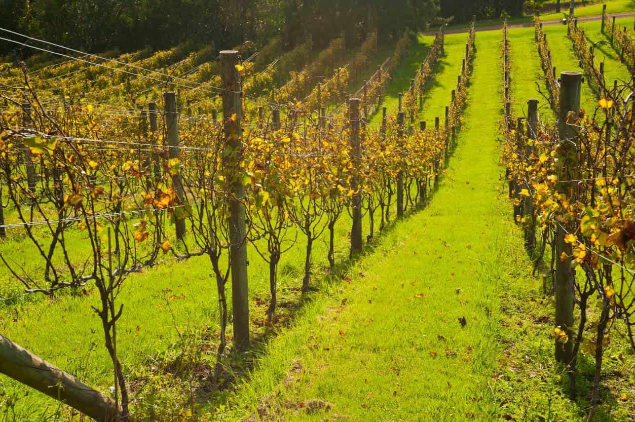 Rows of bare vines with yellowing leaves and no fruit. The hilly vineyard is blanketed in bright green grass.