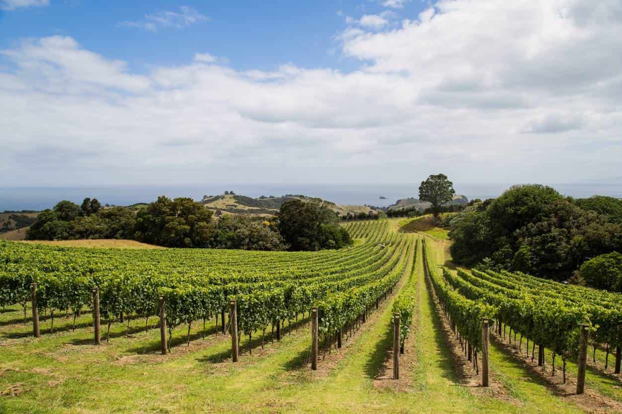 The undulating coastal landscape of an Auckland vineyard. Rows of vines stretch into the coastline. 