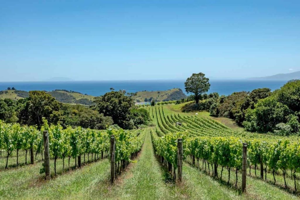 New Zealand wine guide: Auckland wine regions