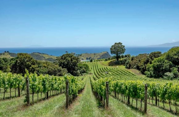 New Zealand wine guide: Auckland wine regions