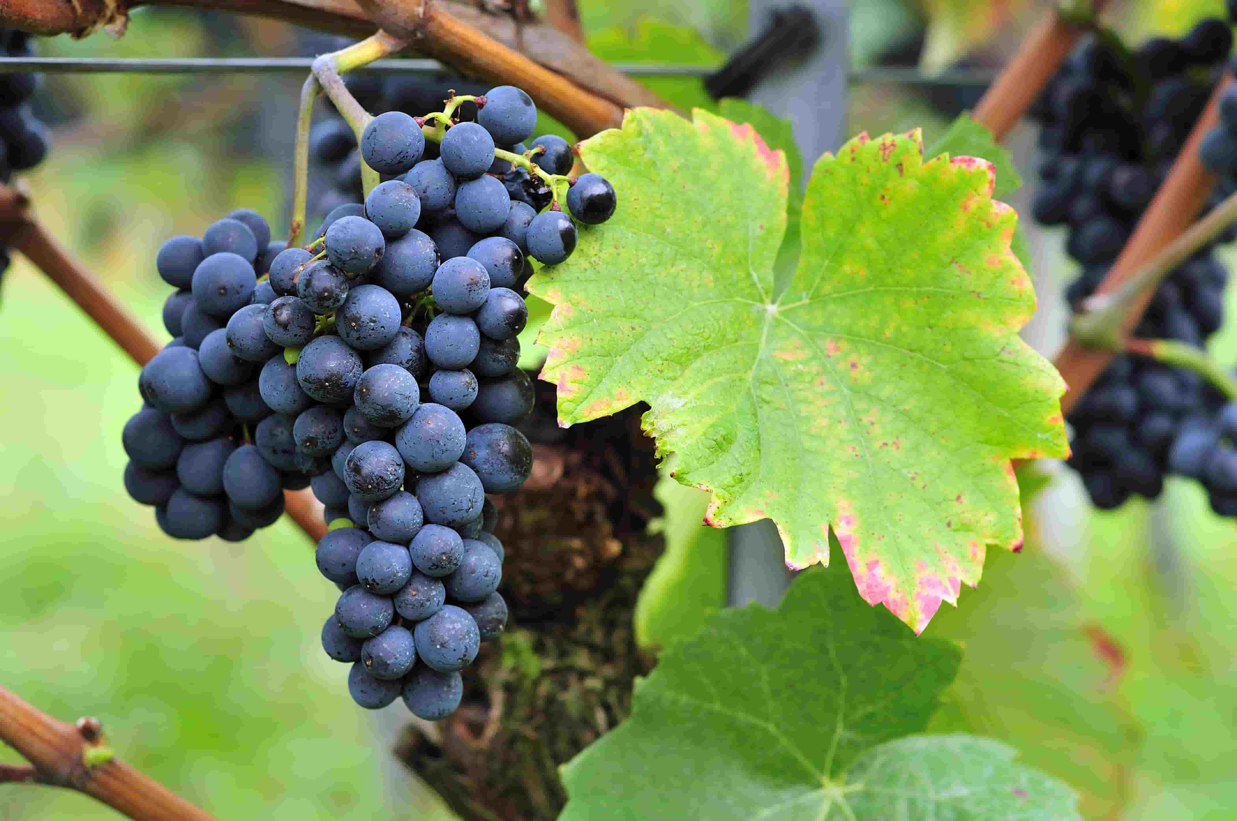 A bunch of dark blue grapes that are relatively small and densely packed.