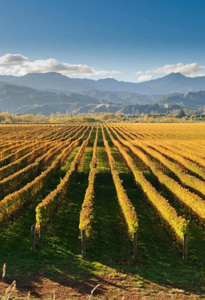 long rows of amber-coloured vines stretching into the foothills of Marlborough mountains. 