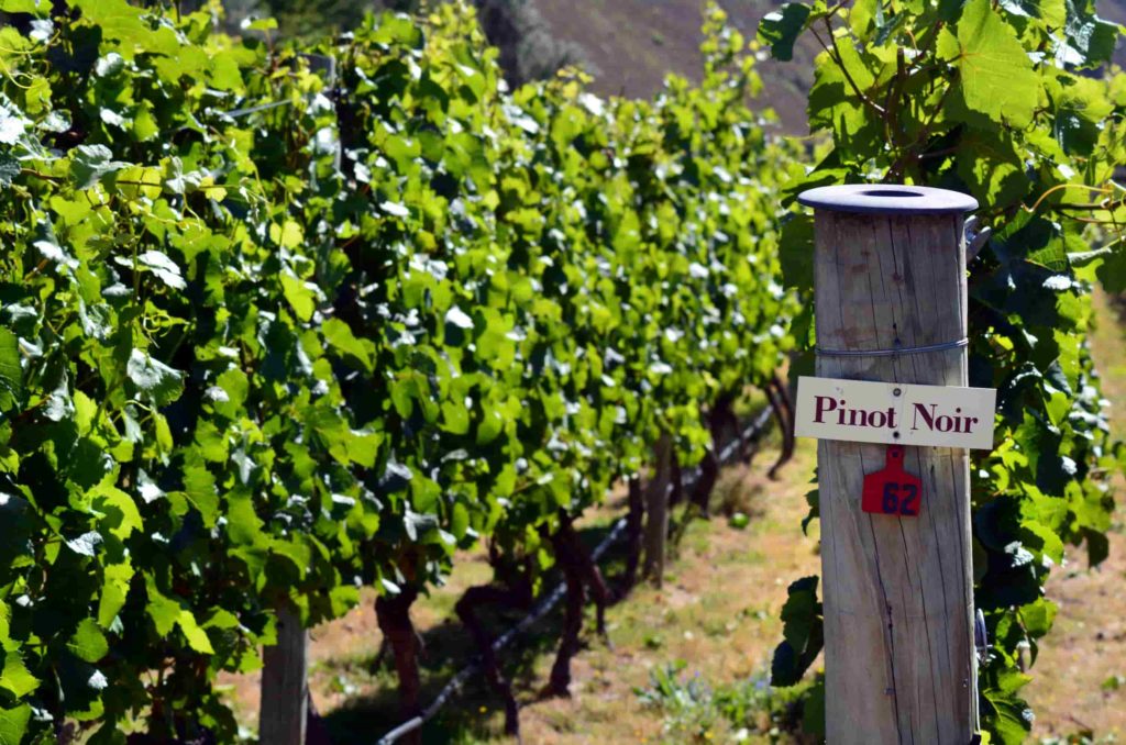 Your red wine guide | Choose the best Pinot Noir
