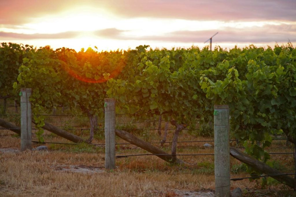 Marlborough wine region guide: the New-World home of Sauvignon Blanc