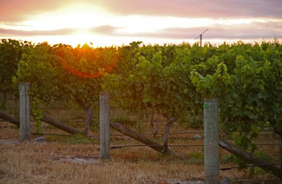 Marlborough wine region guide: the New-World home of Sauvignon Blanc