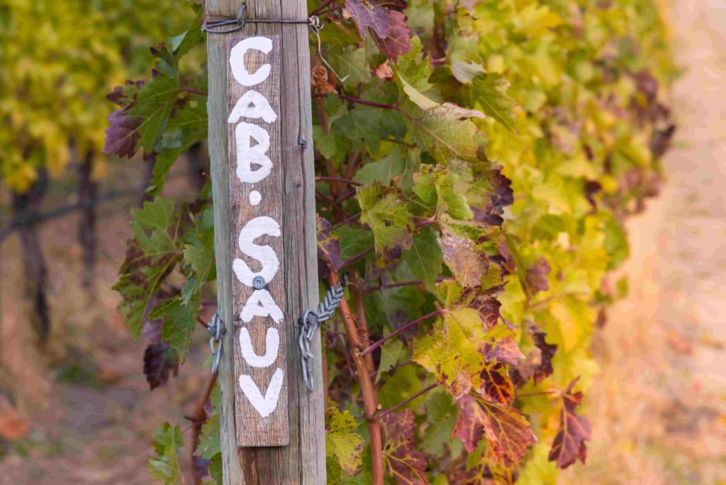 Your guide to red grapes | How to choose the right Cabernet Sauvignon