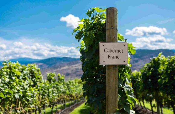 A guide to buying Cabernet Franc wine | How to choose a red wine