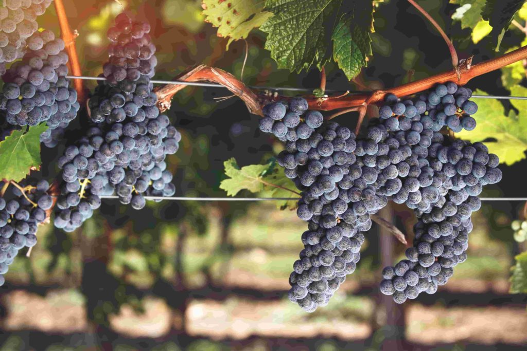 How to choose the right Gamay wine | Guide to red wine