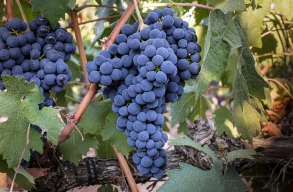 How to choose Grenache wine | Your guide to red grape varieties