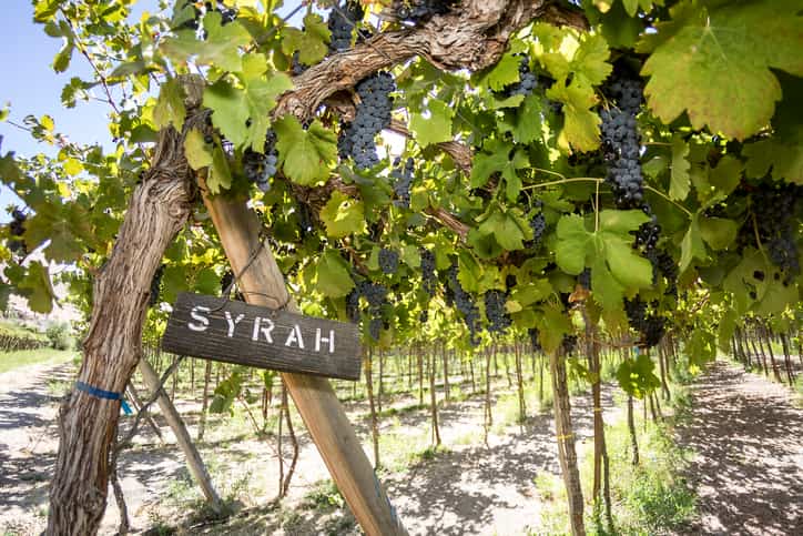 How to choose the right Syrah | Your red wine guide