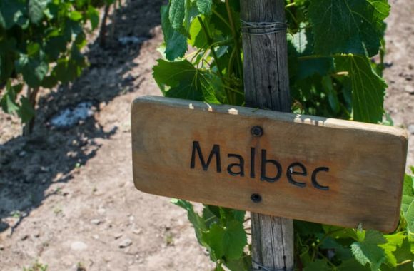 How to choose the best Malbec | Your guide to red wine