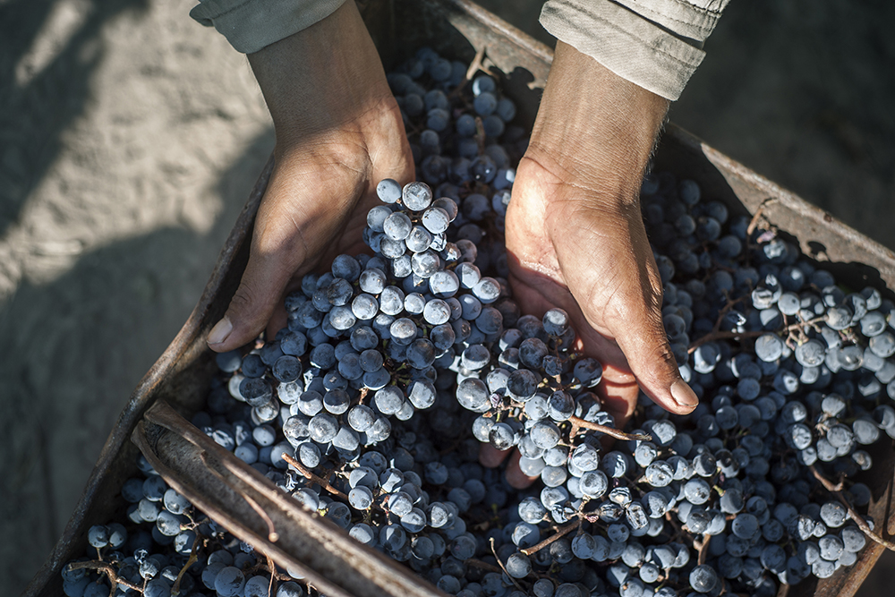 Achaval Ferrer grapes