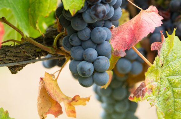 A guide to buying Cinsault wine | What should you consider when choosing red grape varieties?