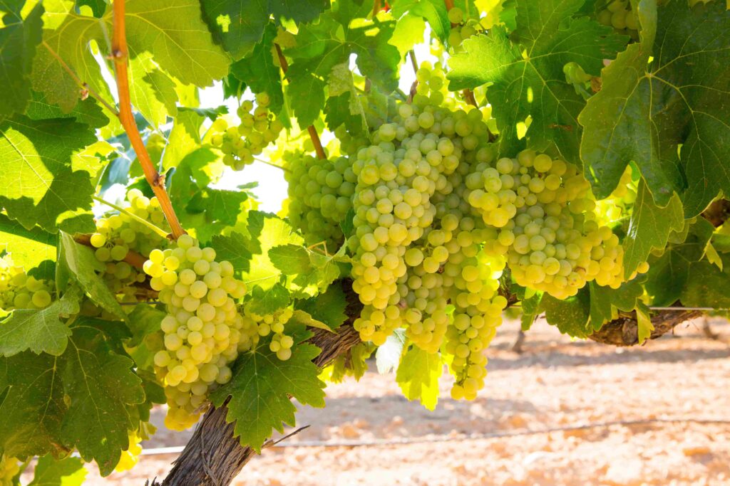 A guide to buying white wine | What should you know about Chardonnay?