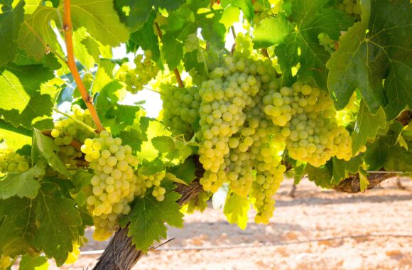 A guide to buying white wine | What should you know about Chardonnay?