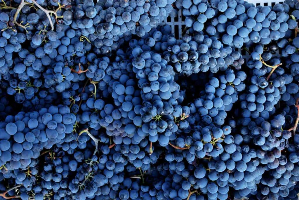 A guide to buying Sangiovese | How do you choose a red wine?
