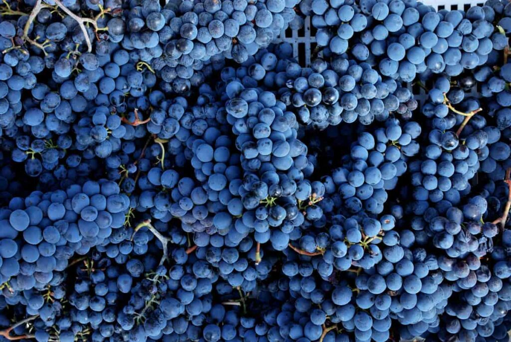 Buying grapes for wine hotsell