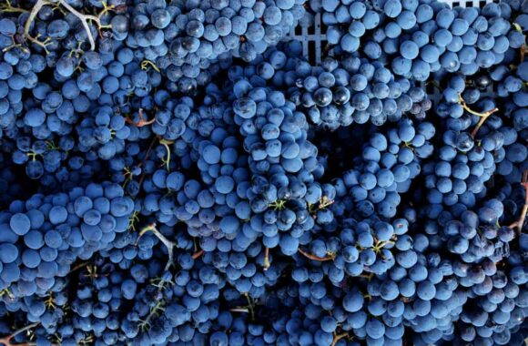 A guide to buying Sangiovese | How do you choose a red wine?