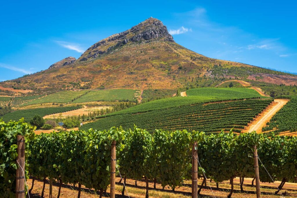 A guide to buying Chenin Blanc | What should you consider when choosing a white wine?