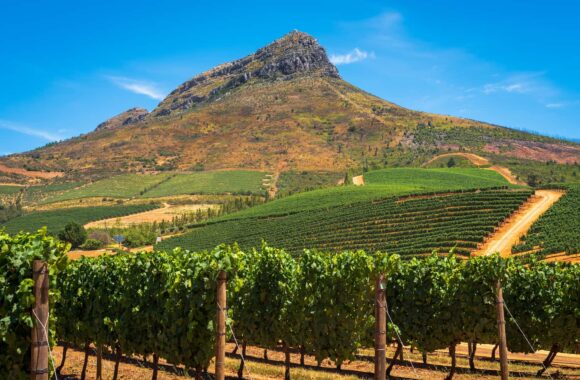 A guide to buying Chenin Blanc | What should you consider when choosing a white wine?