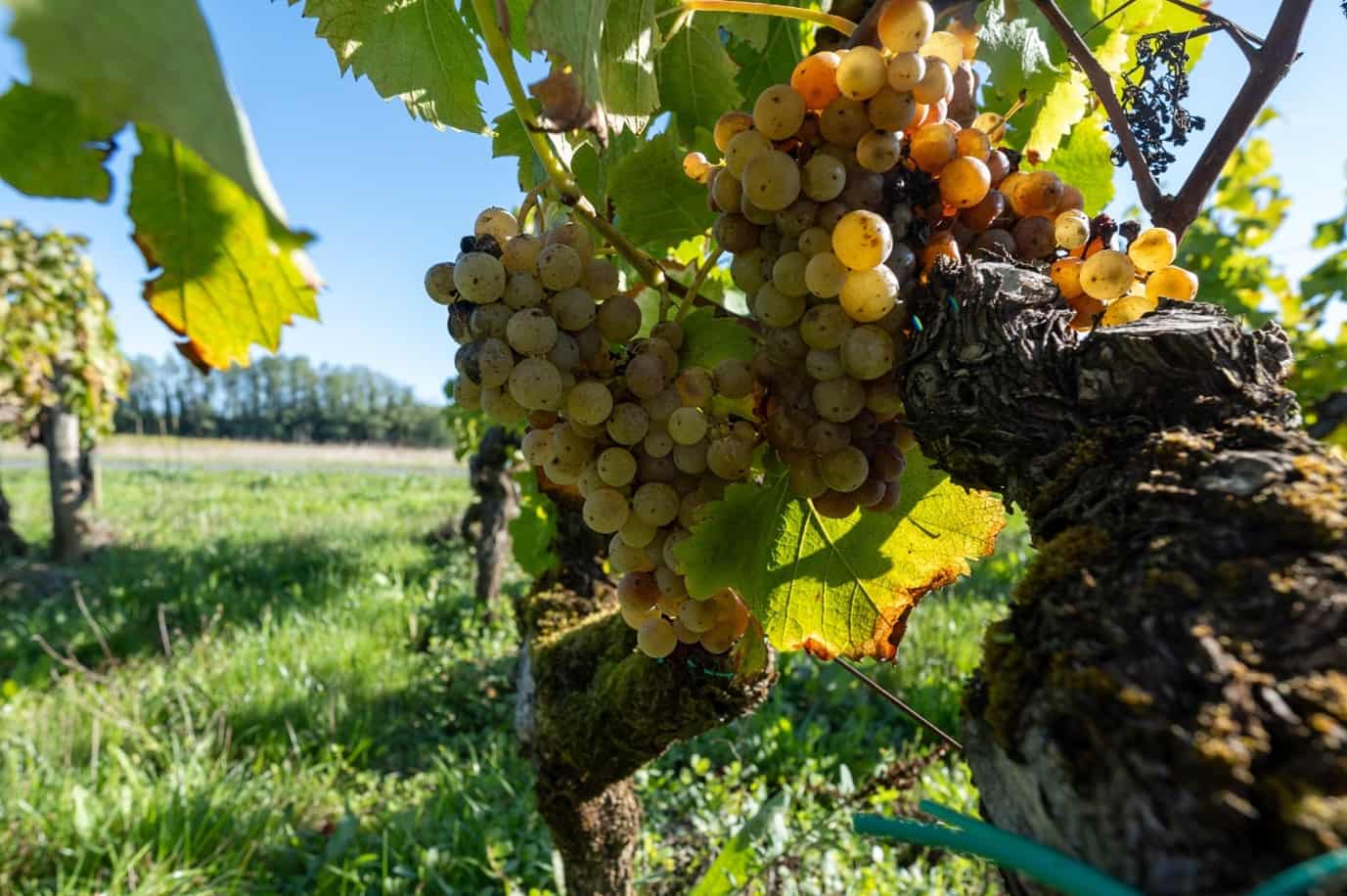 Semillon Grapes on a vine