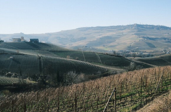 Piedmont: In the Vines