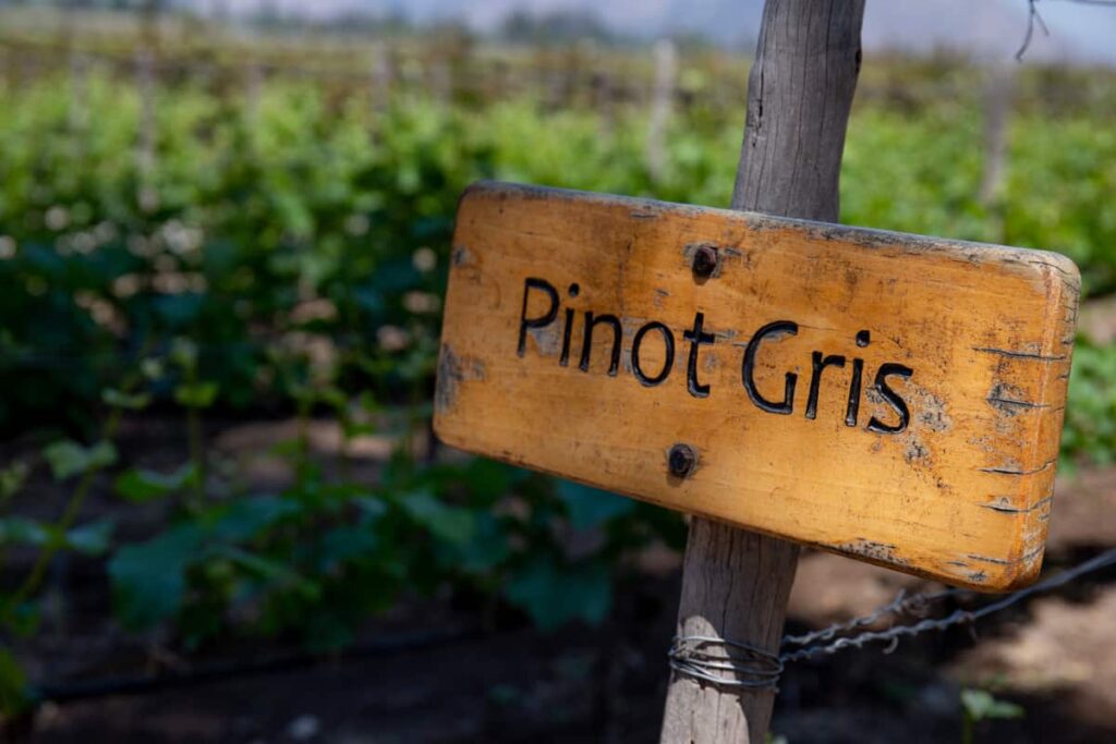 What should you look out for in Pinot Gris? | Common tasting characteristics of Pinot Gris and Pinot Grigio